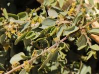 Cissampelos capensis 