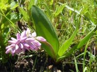 Ledebouria lachenalioides, in flower. ANDREW HANKEY