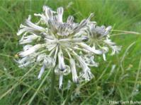 Drimia sphaerocephala, rounded flowerhead. Photo Garth Bushell