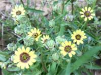 Osteospermum monstrosum 