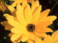 Osteospermum oppositifolium flower