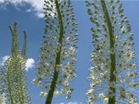 Drimia altissima 