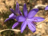 Thereianthus bulbiferus, patent flowers