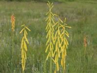 Kniphofia ichopensis