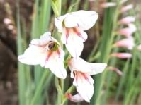 Gladiolus serpenticola 