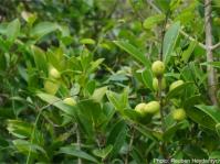 Chionanthus foveolatus, leaves, stem, green fruits. Photo Reuben Heydenrych