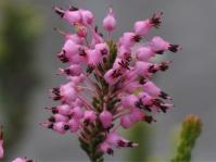 Erica scytophylla, pink form. Photo Alice Notten
