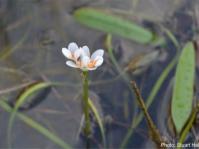 Aponogeton angustifolius showing white petals and ripe orange pollen. Photo Stuart Hall