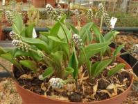Ledebouria reillyana grows well in containders