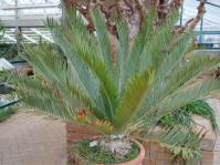 Encephalartos dyerianus