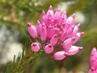 Erica inflata 
