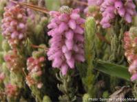 Erica alopecurus. Photo Suvarna Parbhoo Mohan