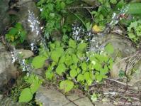 Plectranthus grallatus, Hogsback. Photo Nicola van Berkel