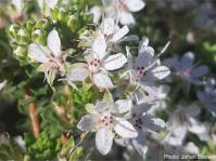 Agathosma martiana flowers. Photo Johan Eksteen