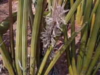 Sansevieria pearsonii 