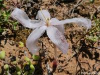 Gethyllis villosa flower. Photo Lennart N.