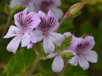 Pelargonium ‘Kommetjie’ 