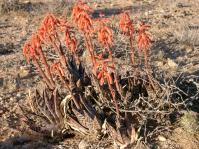 Gonialoe variegata. Photo J.C. Kruger