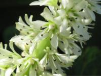 Eucomis zambesiaca 