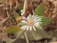 Delosperma velutinum white flower EVJ