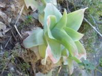 Bulbine sceletium 