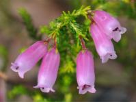 Erica sitiens, pink form in the Erica Living Collection, Kirstenbosch.