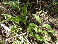 A cluster of Ledebouria woodii plants in habitat