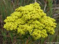 Crassula vaginata subsp. vaginata flowerhead. Photo Geoff Nichols