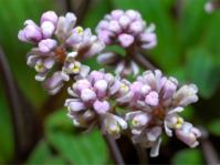Ledebouria davidsoniae