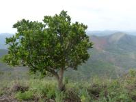 Psychotria suber in its natural habitat, Three Sisters, Mpumalanga