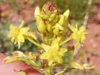 Bulbine capitata flowers