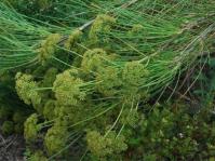 Anginon difforme 
