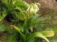 Ornithogalum regale. Photo Peter Warren