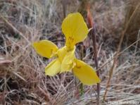 Moraea heimalis. Photo Richard Boon