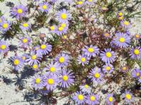Felicia tenella subsp. tenella 