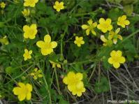 Ranunculus multifidus. Photo Geoff Nichols
