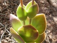 Kalanchoe waterbergensis 
