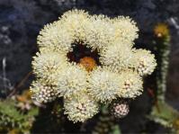 Berzelia cordifolia flowerheads