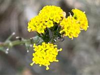 Marasmodes dummeri 