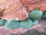 Tylecodon ectypus in habitat 