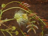 Albizia antunesiana, inflorescence and new foliage. Photo Mervyn Lötter 