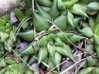 Haworthia marumiana var. reddii 