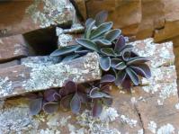 Adromischus phillipsiae on a sheer south facing cliff