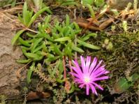Delosperma zeederbergii in flower in its habitat