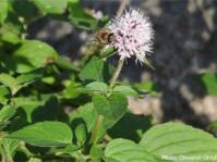 Mentha aquatica by Olexandr Ghryb
