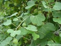 Adenia gummifera var. gummifera leaves and fruits. Photo Geoff Nichols