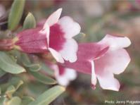 Pachypodium bispinosum flowers. Photo Jenny Potgieter