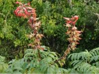 Melianthus elongatus in flower in Kirstenbosch
