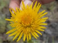 Bright yellow flower head of Berkheya griquana