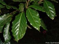 Ocotea kenyensis leaves